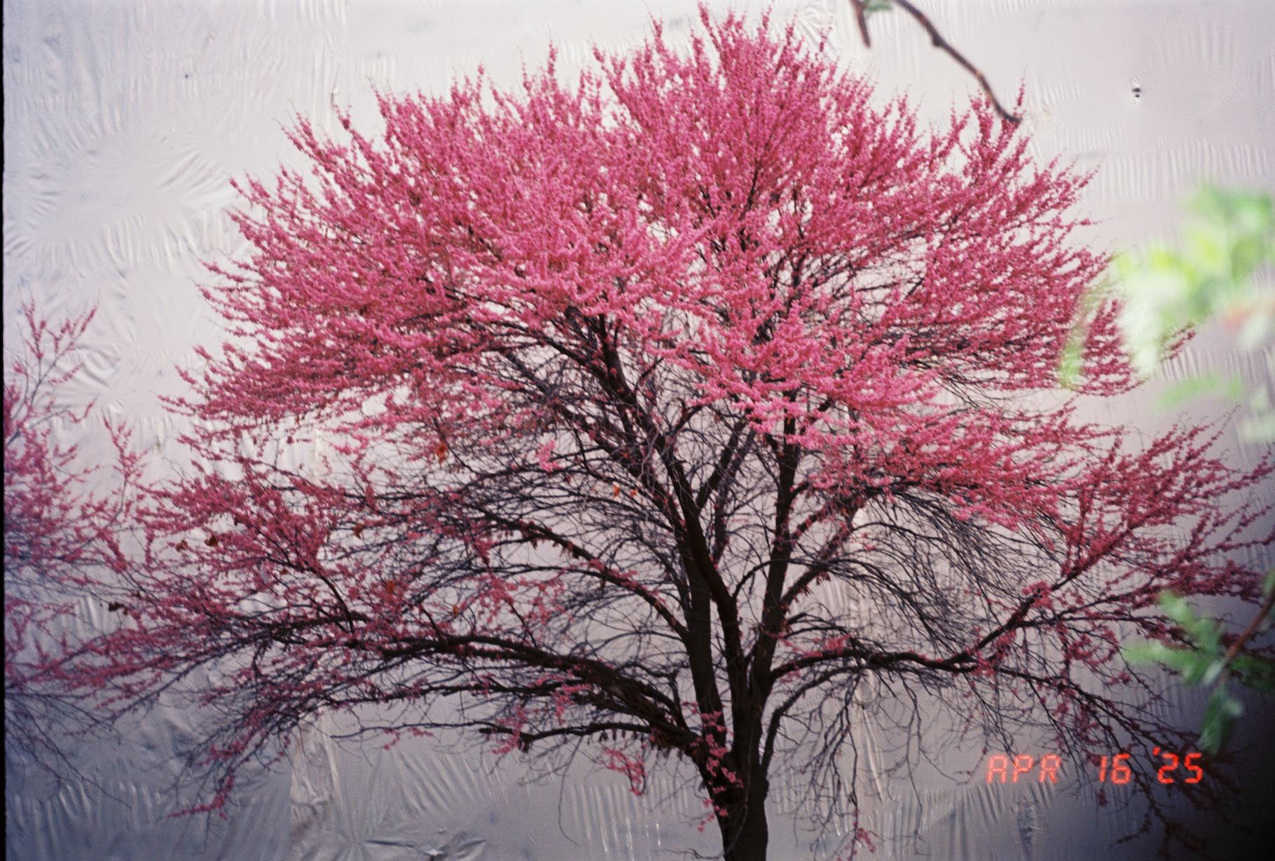 Pink And White