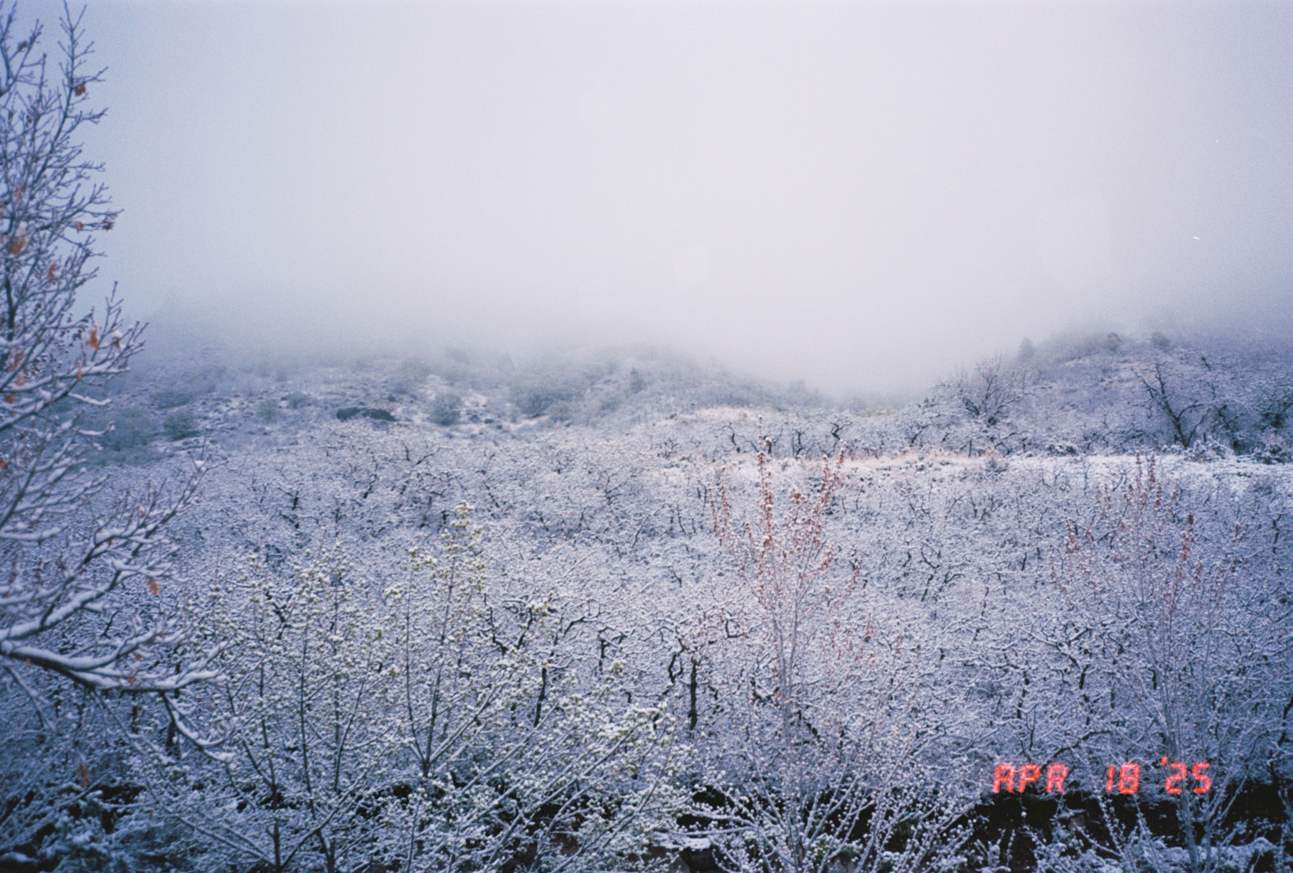Winter Wonderland